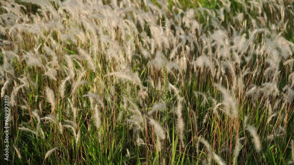 imperata cylindrica in the wind imperata cylindrica in the wind