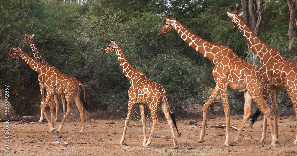 Fototapeta premium Masai Giraffe, giraffa camelopardalis tippelskirchi, Group standing in Savanna, Masai Mara Park in Kenya