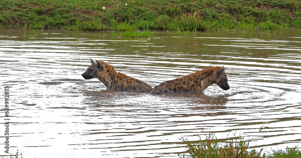 Fototapeta premium Spotted Hyena, crocuta crocuta, Adults playing in water, Masai Mara Park in Kenya