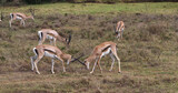Grant's Gazelle, gazella granti, Males Fighting, Nairobi Park in Kenya