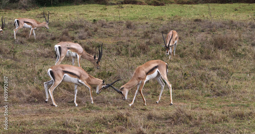 Grant's Gazelle, gazella granti, Males Fighting, Nairobi Park in Kenya