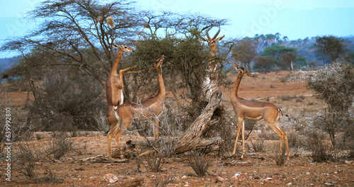 Gerenuk or Waller s Gazelle  litocranius walleri  Female standing on Hind Legs  Eating Acacias s Leaves  Samburu Park in Kenya