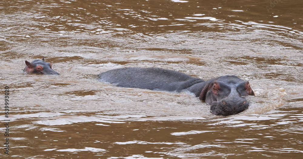 Fototapeta premium Hippopotamus, hippopotamus amphibius, Adults standing in River, Masai Mara park in Kenya