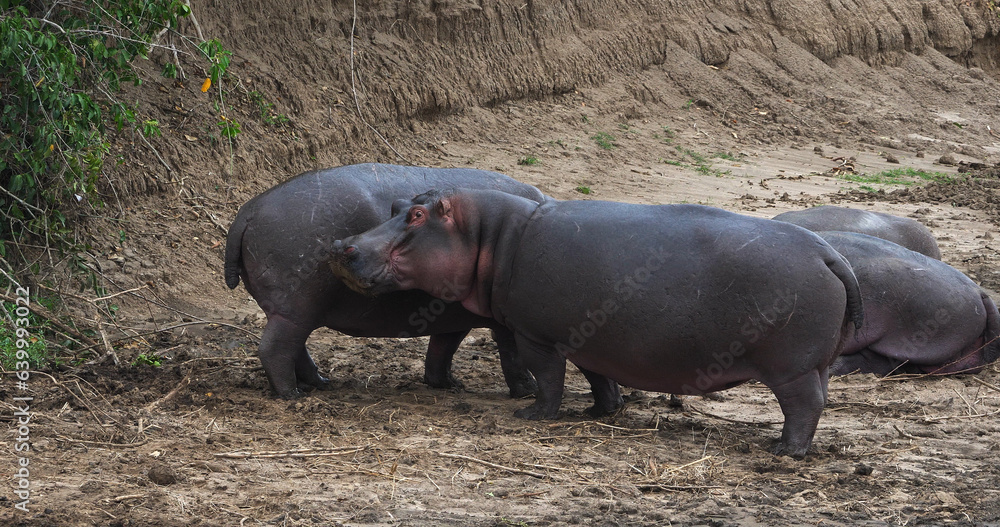 Hippopotamus, hippopotamus amphibius, Group resting near the River, Masai Mara park in Kenya Hippopotamus, hippopotamus amphibius, Group resting near the River, Masai Mara park in Kenya