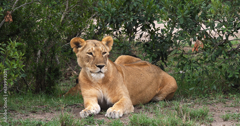 Fototapeta premium African Lion, panthera leo, Female laying in the Bush, Masai Mara Park in Kenya