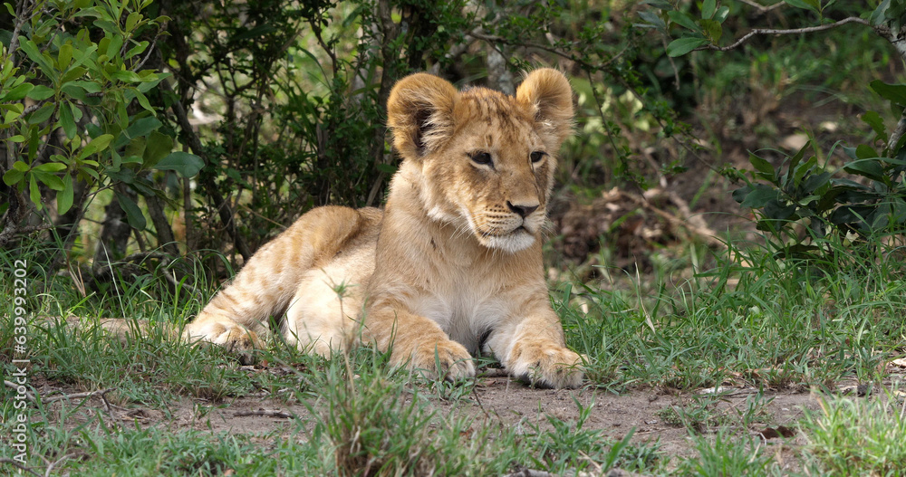 African Lion, panthera leo, cub laying down looking around, Masai Mara Park in Kenya African Lion, panthera leo, cub laying down looking around, Masai Mara Park in Kenya