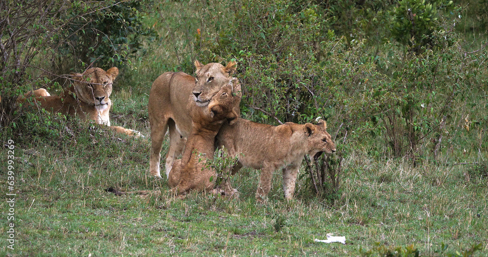 African Lion, panthera leo, Mother and Cub, Masai Mara Park in Kenya African Lion, panthera leo, Mother and Cub, Masai Mara Park in Kenya