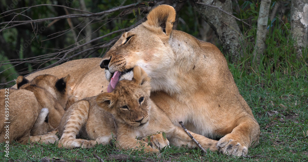 African Lion, panthera leo, Mother Licking Cub, Masai Mara Park in Kenya African Lion, panthera leo, Mother Licking Cub, Masai Mara Park in Kenya