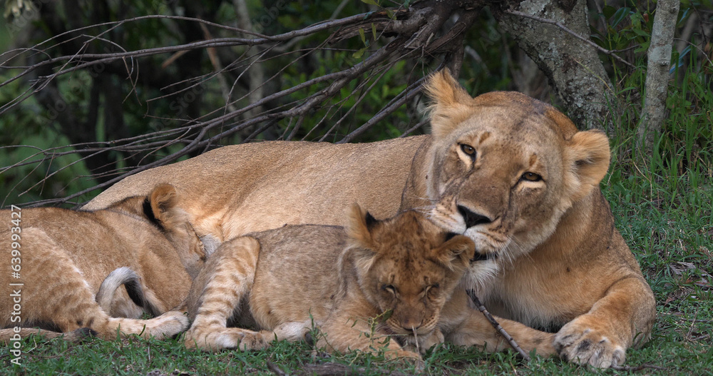 African Lion, panthera leo, Mother and Cubs, Masai Mara Park in Kenya African Lion, panthera leo, Mother and Cubs, Masai Mara Park in Kenya
