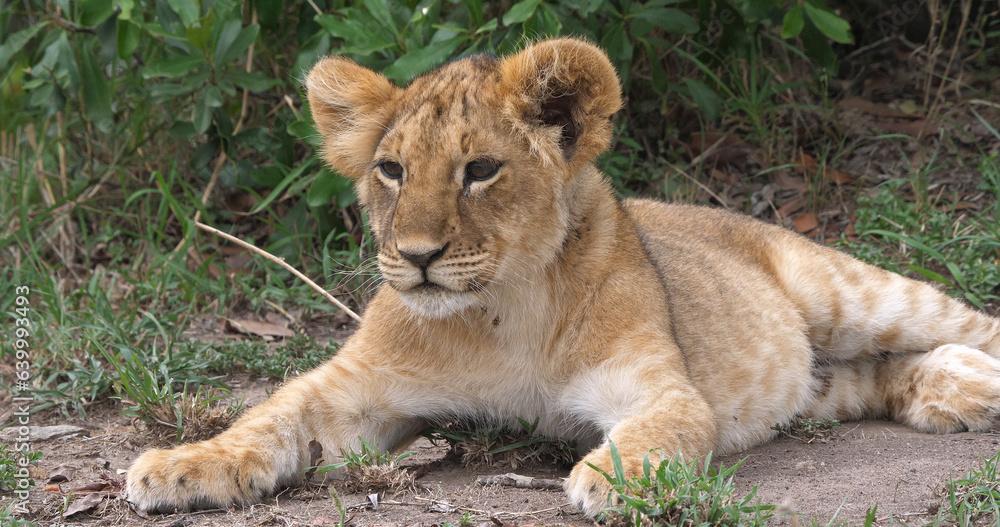 African Lion, panthera leo, Cub in the Bush, Masai Mara Park in Kenya African Lion, panthera leo, Cub in the Bush, Masai Mara Park in Kenya