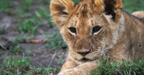African Lion, panthera leo, Cub in the Bush, Masai Mara Park in Kenya