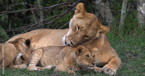 African Lion, panthera leo, Mother Licking Cub, Masai Mara Park in Kenya