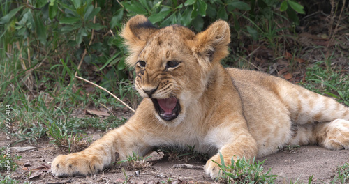 African Lion  panthera leo  cub Yawning  Masai Mara Park in Kenya