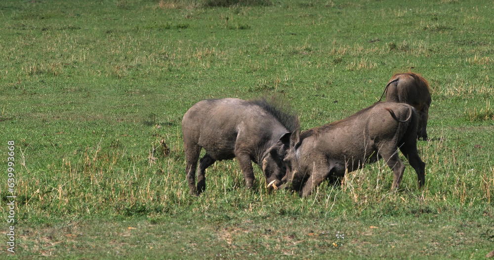 Warthog, phacochoerus aethiopicus, Adults Fighting, Nairobi Park in Kenya Warthog, phacochoerus aethiopicus, Adults Fighting, Nairobi Park in Kenya