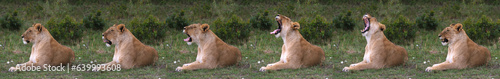 African Lion, panthera leo, Female in the bush, Yawning, Masai Mara Park in Kenya.