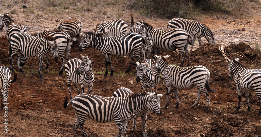 Grant's Zebra, equus burchelli boehmi, Herd at Nairobi Park in Kenya Grant's Zebra, equus burchelli boehmi, Herd at Nairobi Park in Kenya