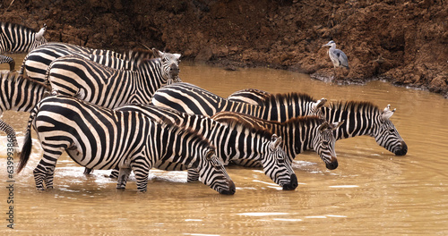 Grant s Zebra  equus burchelli boehmi  Herd at Waterhole  Nairobi Park in Kenya