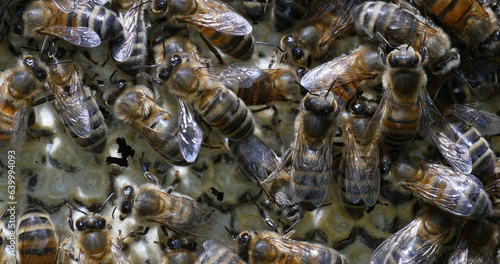 European Honey Bee, apis mellifera, Bees working on alveolus, Normandy