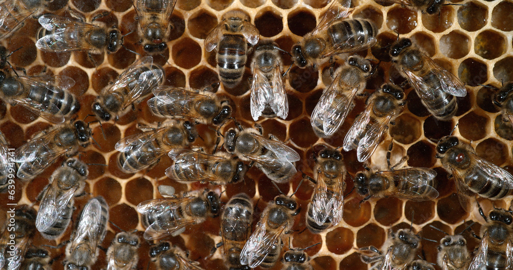 European Honey Bee, apis mellifera, Bees working on Alveolus, Bee Hive in Normandy European Honey Bee, apis mellifera, Bees working on Alveolus, Bee Hive in Normandy
