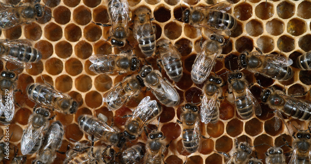 European Honey Bee, apis mellifera, Bees working on Alveolus, Bee Hive in Normandy European Honey Bee, apis mellifera, Bees working on Alveolus, Bee Hive in Normandy