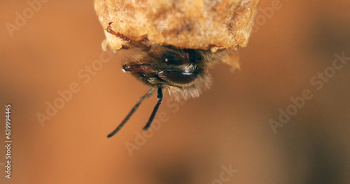European Honey Bee, apis mellifera, Emergence of a Queen, Bee Hive in Normandy © slowmotiongli