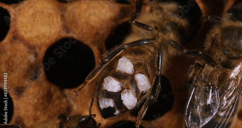 European Honey Bee, apis mellifera, wax bee that has patches of wax on its wax glands Bee Hive in Normandy photo