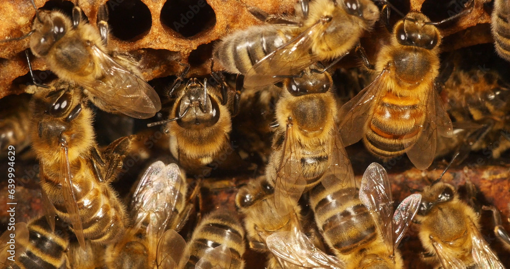 European Honey Bee, apis mellifera, Black Bees on Alveolus, Bee Hive in Normandy European Honey Bee, apis mellifera, Black Bees on Alveolus, Bee Hive in Normandy