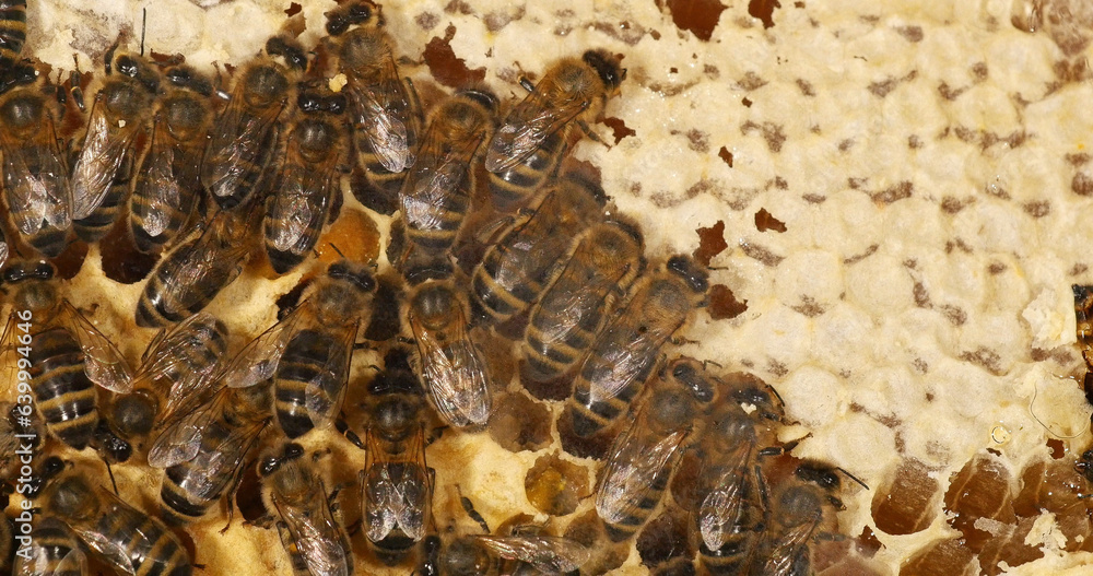 European Honey Bee, apis mellifera, bees that move honey to make room for brood, Bee Hive in Normandy European Honey Bee, apis mellifera, bees that move honey to make room for brood, Bee Hive in Normandy