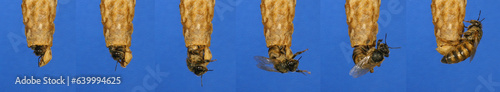 European Honey Bee, apis mellifera, emergence of a queen, Bee Hive in Normandy photo