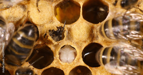 European Honey Bee, apis mellifera,the bee cuts its operculum before emergence,, Bee Hive in Normandy photo