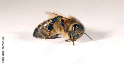 European Honey Bee, apis mellifera, Black Bee on a white background trying to turn around, Normandy