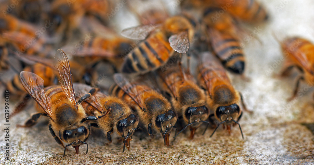 European Honey Bee, apis mellifera, Bees drinking Water on a Stone, Normandy European Honey Bee, apis mellifera, Bees drinking Water on a Stone, Normandy