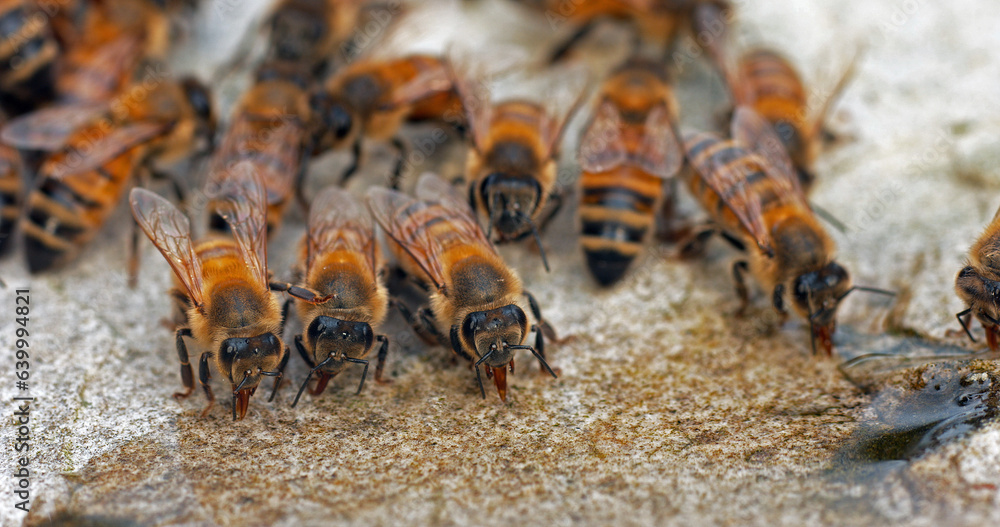 European Honey Bee, apis mellifera, Bees drinking Water on a Stone, Normandy European Honey Bee, apis mellifera, Bees drinking Water on a Stone, Normandy