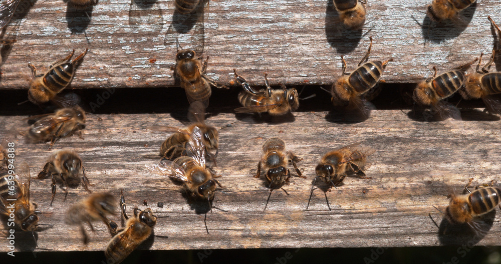 European Honey Bee, apis mellifera, Black Bees at the Entrance of the Hive, Insect in Flight, Bee Hive in Normandy. European Honey Bee, apis mellifera, Black Bees at the Entrance of the Hive, Insect in Flight, Bee Hive in Normandy.