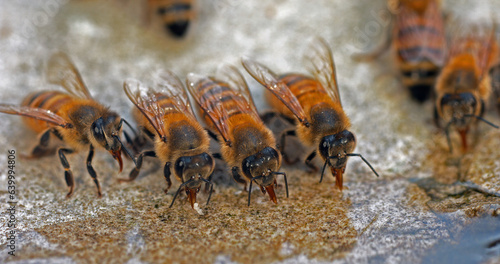 European Honey Bee  apis mellifera  Bees drinking Water on a Stone  Normandy