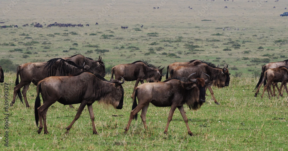 Blue Wildebeest, connochaetes taurinus, Herd during Migration, Masai Mara park in Kenya Blue Wildebeest, connochaetes taurinus, Herd during Migration, Masai Mara park in Kenya