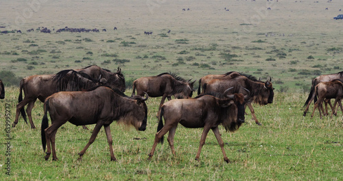 Blue Wildebeest  connochaetes taurinus  Herd during Migration  Masai Mara park in Kenya