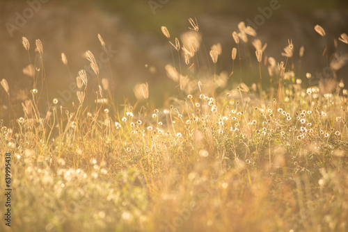Golden grass, Chloris virgata, feather grass, rhodes feather grass, selected focus, for natural background and wallpaper