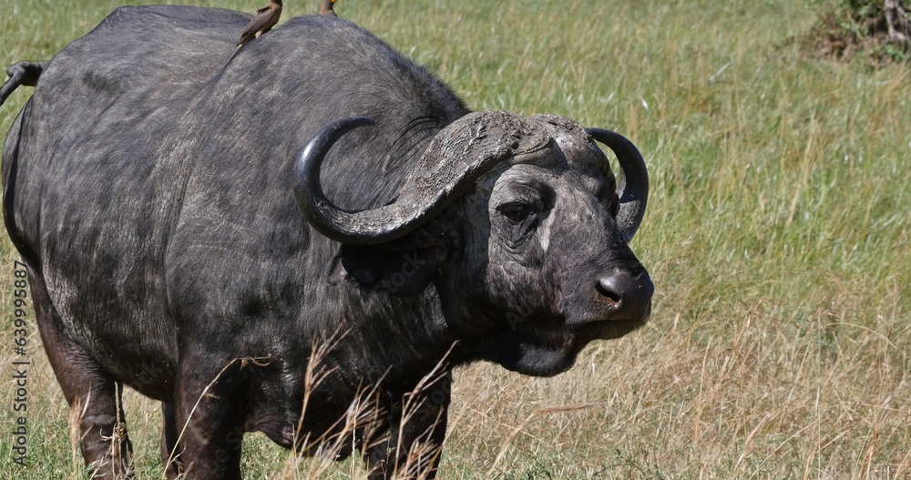 African Buffalo, syncerus caffer, Adult with Yellow Billed Oxpecker, buphagus africanus, Tsavo Park in Kenya African Buffalo, syncerus caffer, Adult with Yellow Billed Oxpecker, buphagus africanus, Tsavo Park in Kenya