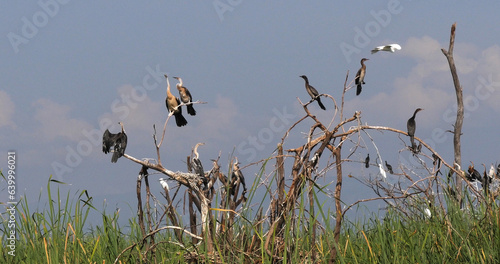 Heronry with Anhinga, Cormorant and Great Egret, Lake Baringo in Kenya photo