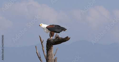 African Fish-Eagle, haliaeetus vocifer, Adult at the top of the Tree, Baringo Lake in Kenya
