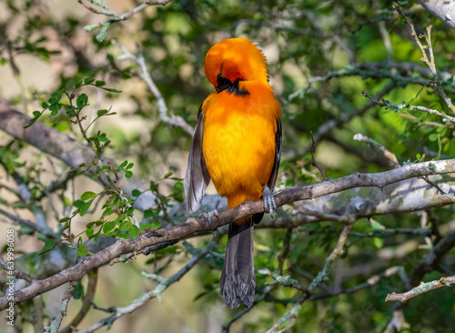 Male Altamira Oriole in a Texas Puddle