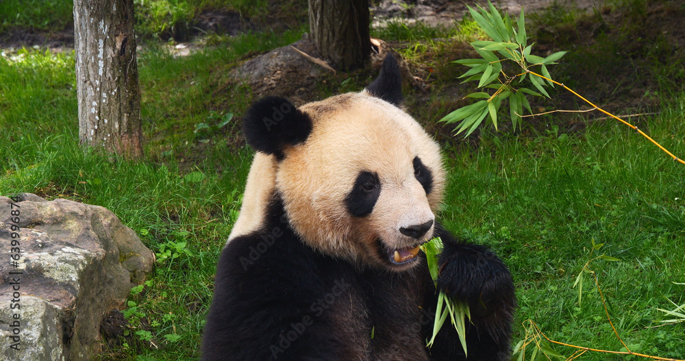 Fototapeta premium Giant Panda, ailuropoda melanoleuca, Adult eating Bamboo Branch