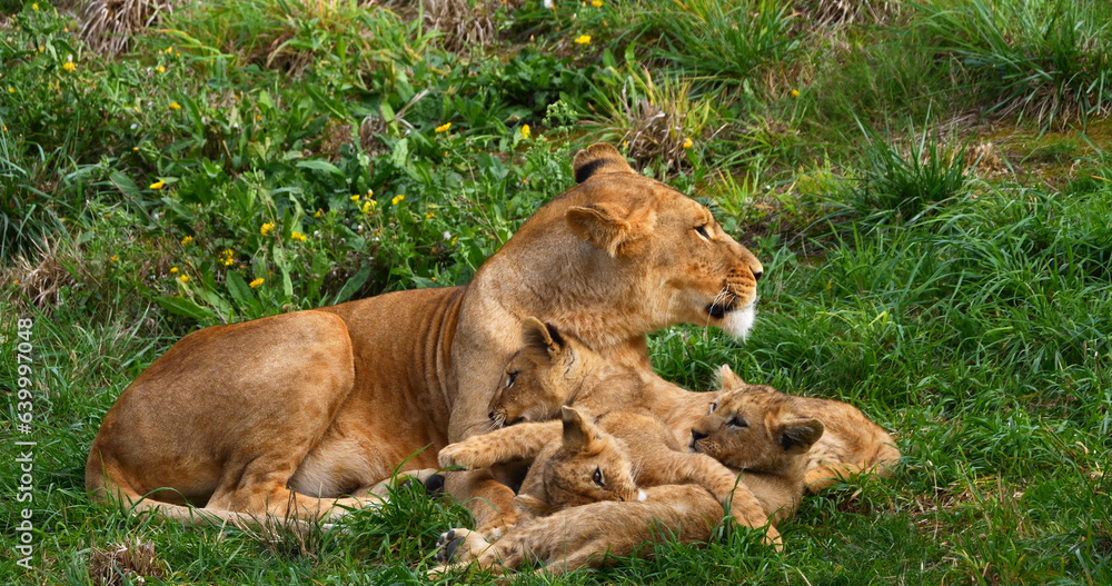 African Lion, panthera leo, Mother and Cub African Lion, panthera leo, Mother and Cub