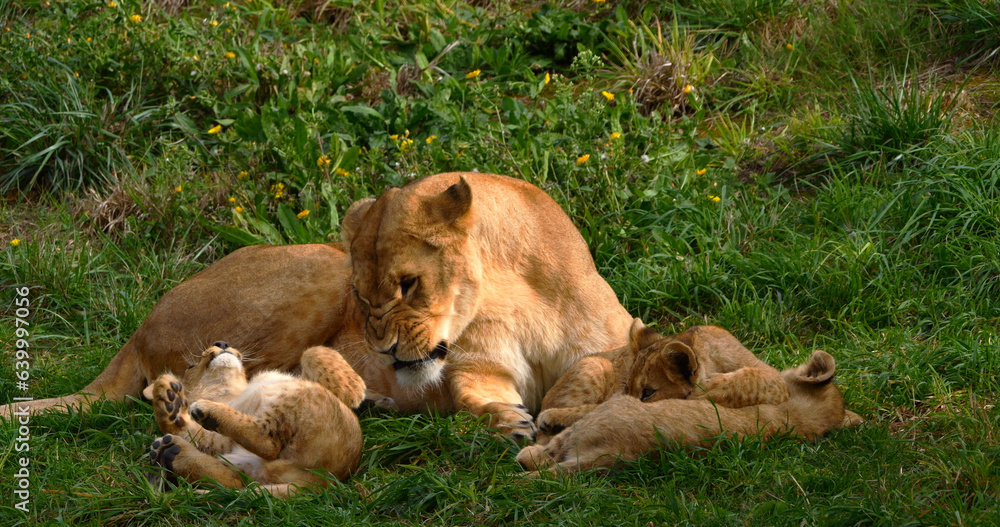 African Lion, panthera leo, Mother and Cub