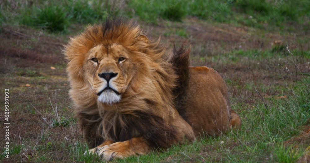 African Lion, panthera leo, Male with a nice Mane African Lion, panthera leo, Male with a nice Mane