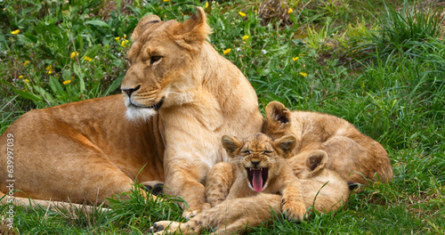 African Lion, panthera leo, Mother and Cub