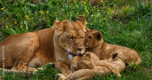 African Lion, panthera leo, Mother and Cub