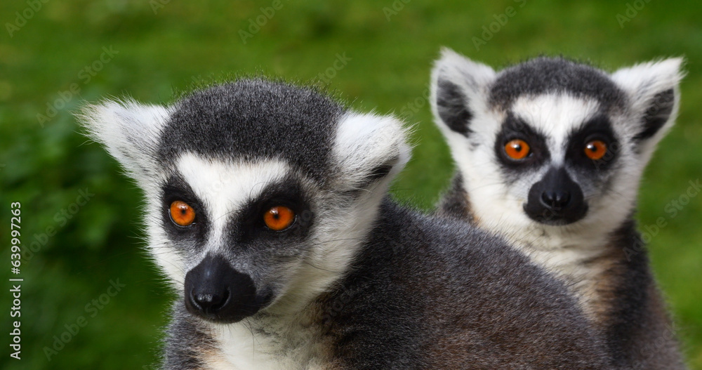 Obraz premium Ring Tailed Lemur, lemur catta. Portrait of Adults