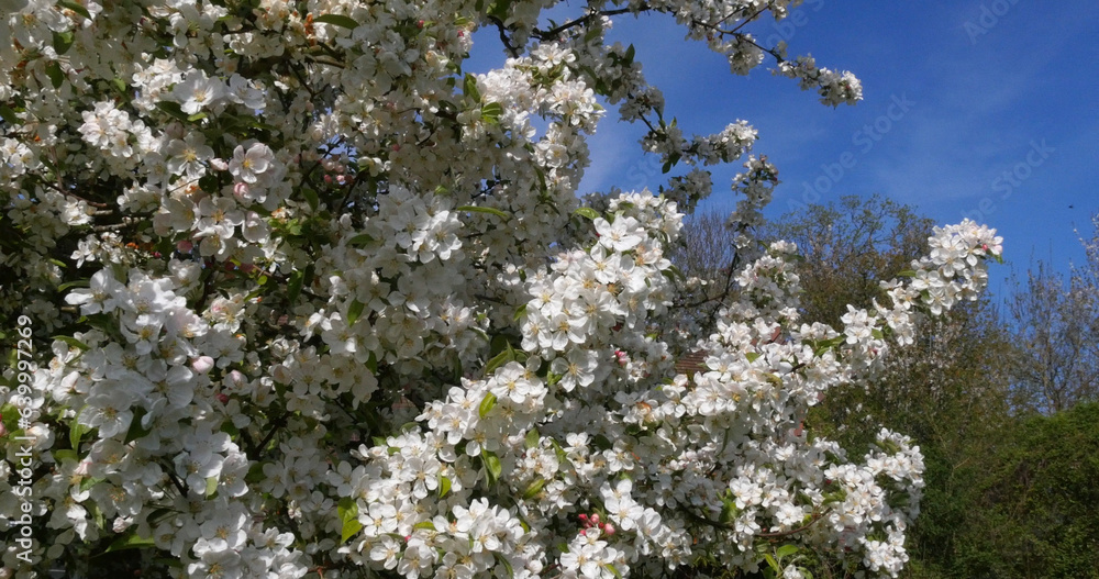 Blossoming Apple Tree Branches, Normandy in France